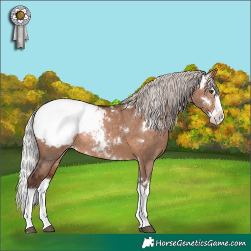 Horse Color:White Spotted Silver Brown Dun Splash Appaloosa Rabicano 
