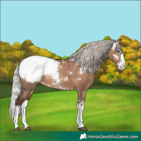 Horse Color:White Spotted Silver Brown Dun Splash Appaloosa Rabicano 