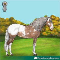 Horse Color:White Spotted Silver Brown Dun Splash Snowcap Rabicano
