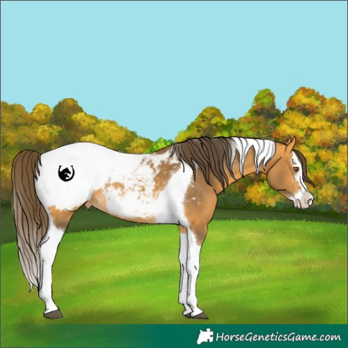 Horse Color:Buckskin Splash Tobiano Appaloosa Rabicano