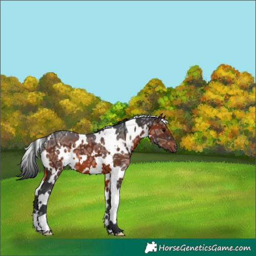 Horse Color:White Spotted Brown Ice 