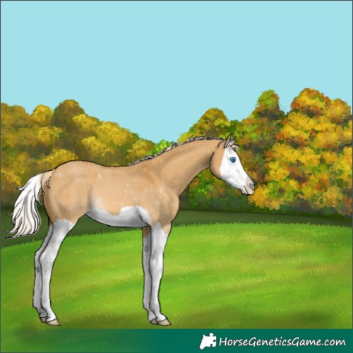 Horse Color:Palomino Dun Splash 