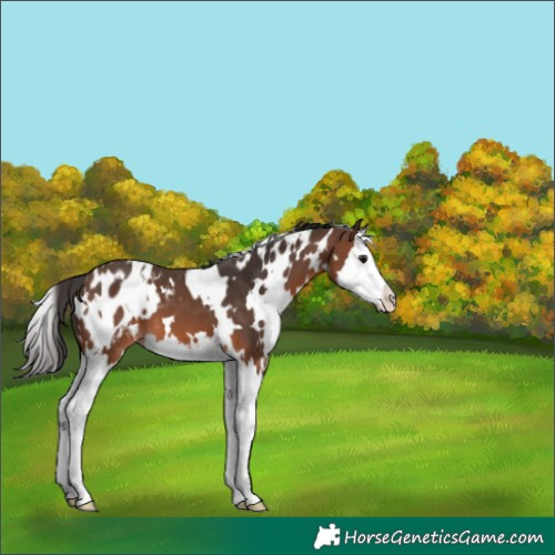 Horse Color:White Spotted Brown Splash Blanket