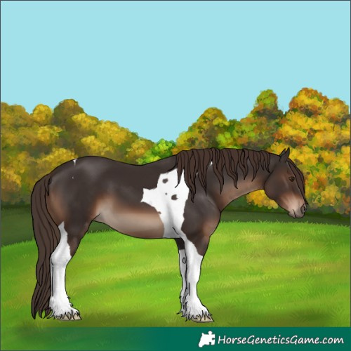 Horse Color:Liver Chestnut Tobiano 