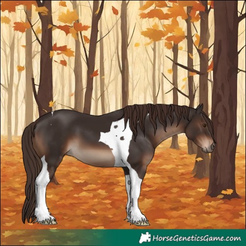 Horse Color:Liver Chestnut Tobiano 