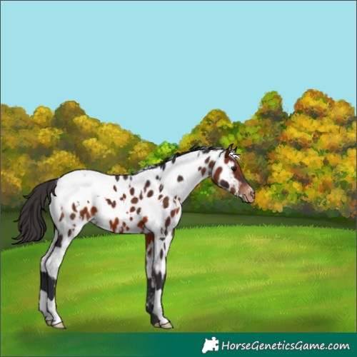Horse Color:White Spotted Bay Near Leopard