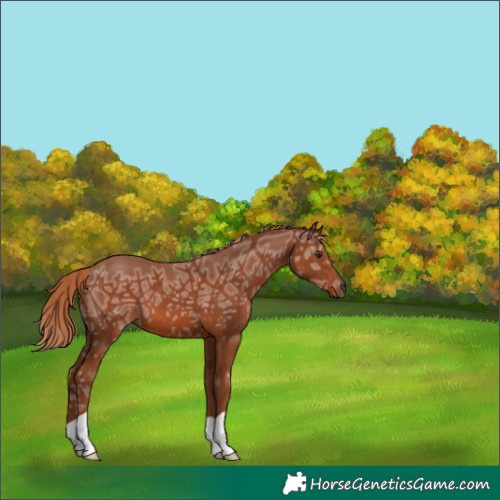 Horse Color:Chestnut Ice 
