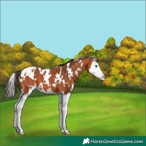 Horse Color:White Spotted Bay Splash