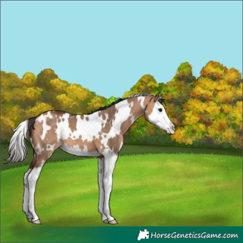 Horse Color:White Spotted Bay Dun Splash 