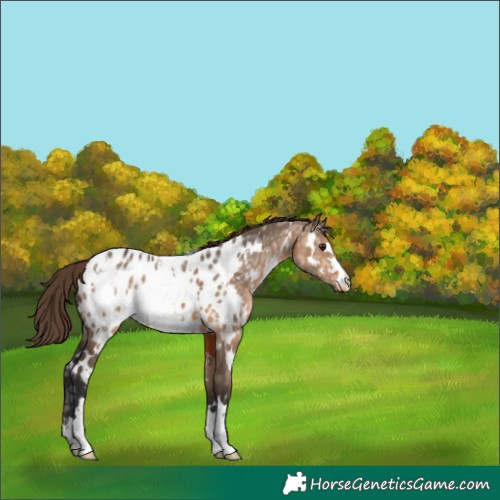 Horse Color:White Spotted Brown Ice Dun Appaloosa 