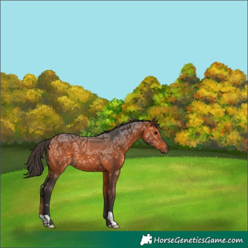Horse Color:Bay Ice