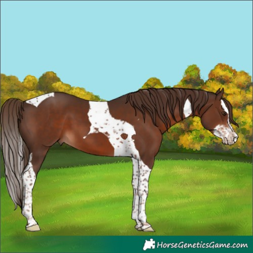 Horse Color:Liver Chestnut Splash Tobiano