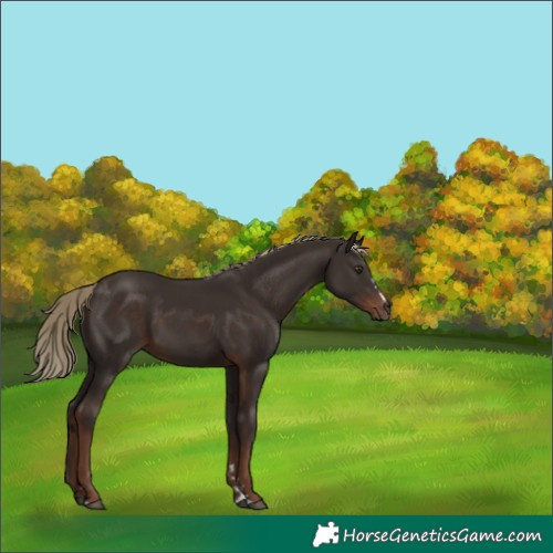 Horse Color:Liver Chestnut 