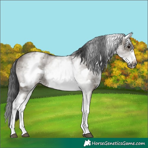 Horse Color:White Spotted Grullo Frame