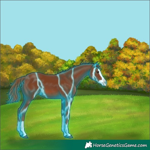 Horse Color:Thunderstruck Chestnut Splash