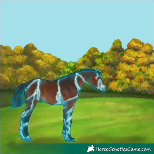Horse Color:Gray Thunderstruck Bay Sabino 