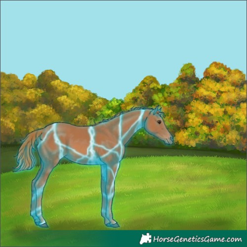 Horse Color:Thunderstruck Chestnut 