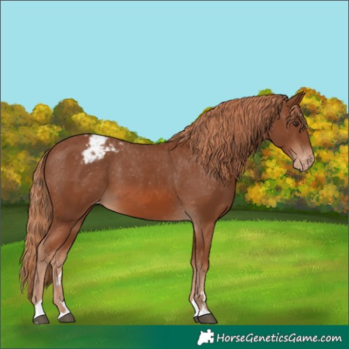 Horse Color:Chestnut Appaloosa 