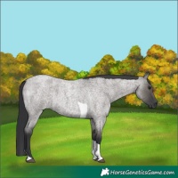 Horse Color:Grullo Roan Tobiano 