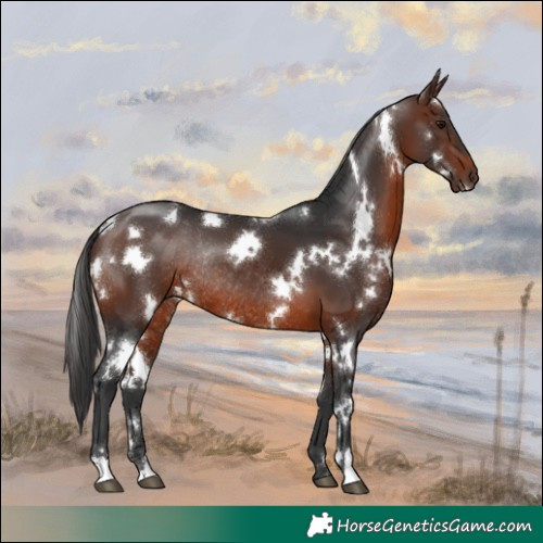 Horse Color:White Spotted Brown Rabicano