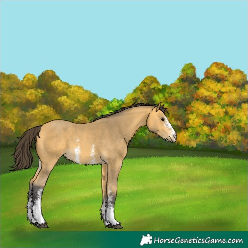 Horse Color:Buckskin Sabino