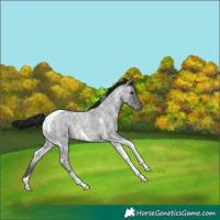 Horse Color:Blue Ice Roan Tobiano