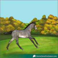 Horse Color:Buckskin Roan Frame 