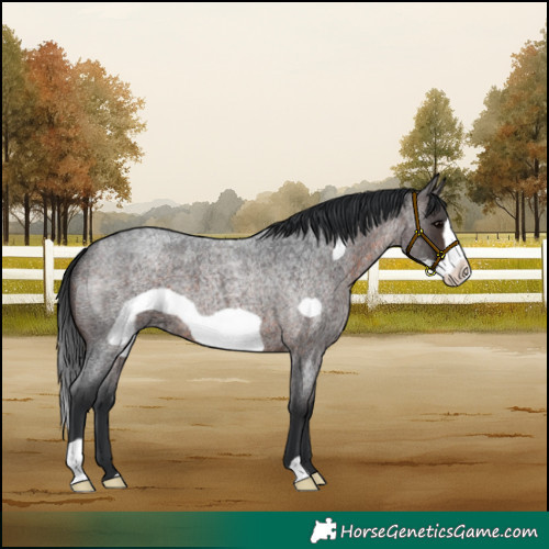 Horse Color:Brown Roan Frame 
