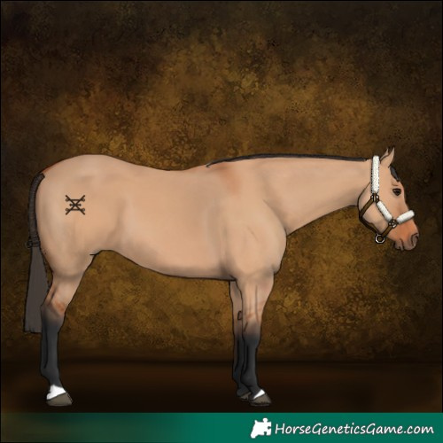 Horse Color:Bay Dun 