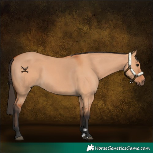 Horse Color:Bay Dun 
