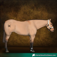 Horse Color:Bay Dun