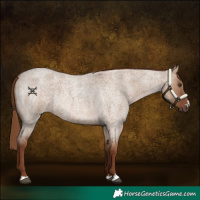 Horse Color:Red Dun Roan 
