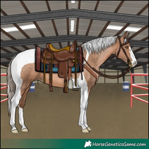 Horse Color:Brown Pearl Tobiano 