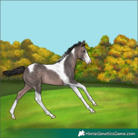 Horse Color:Platinum Bay Sabino Tobiano