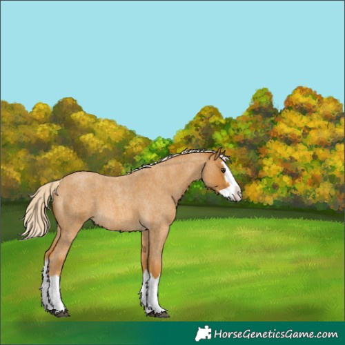 Horse Color:Palomino Roan Splash 