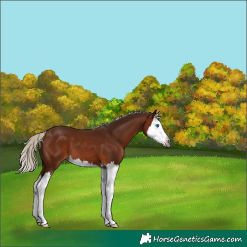 Horse Color:Gray Silver Bay Splash 