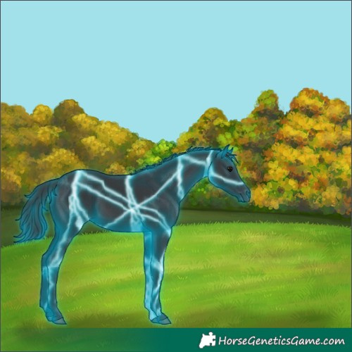 Horse Color:Thunderstruck Black