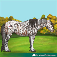 Horse Color:Bay Varnish and Smoky Black Tobiano Near Leopard