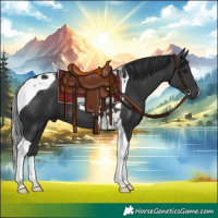 Horse Color:Black Tobiano 