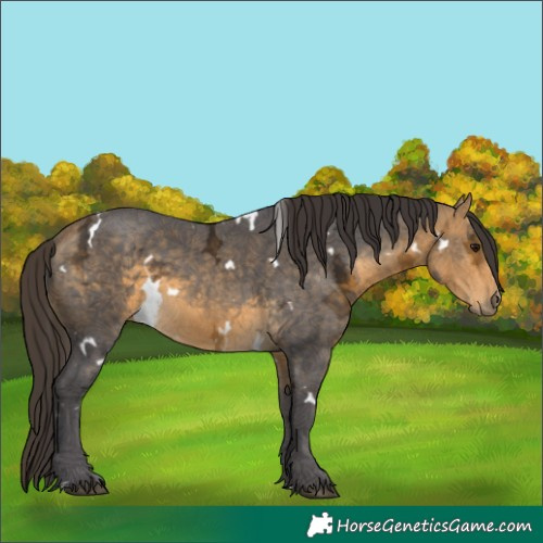 Horse Color:White Spotted Buckskin Ice 