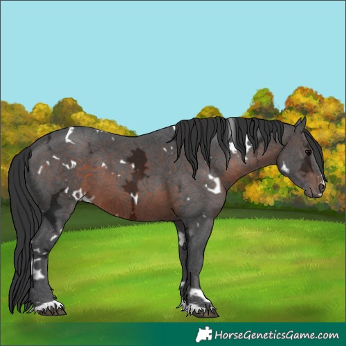 Horse Color:White Spotted Brown Ice