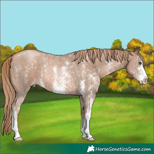 Horse Color:Liver Chestnut Pearl Sabino 