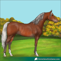 Horse Color:Silver Brown Rabicano