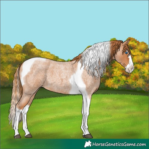 Horse Color:Red Roan Splash Tobiano 