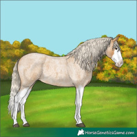 Horse Color:Palomino Roan Splash 
