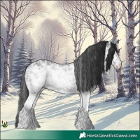 Horse Color:White Spotted Black Ice