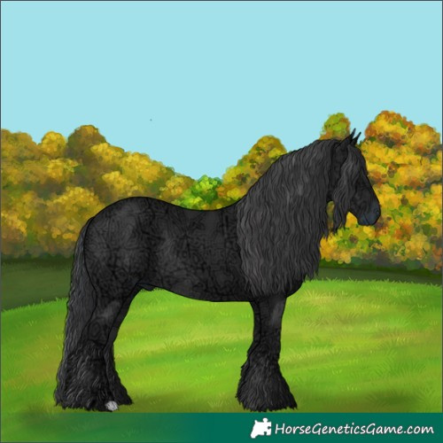 Horse Color:Black Ice Rabicano 