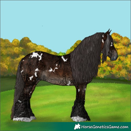 Horse Color:White Spotted Brown Ice 