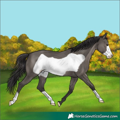 Horse Color:Smoky Grullo Frame 