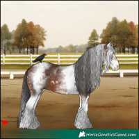 Horse Color:White Spotted Brown 
